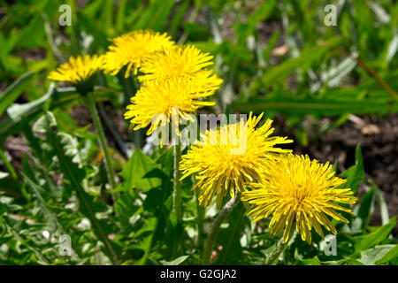 Löwenzahn gemeinsame Nahaufnahme auf Wiese Stockfoto