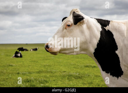 Weiße konfrontiert Fresian Kuh stehend in einem Feld mit Liegerad Kühe im Hintergrund auf einem Cotswold Farm UK Stockfoto