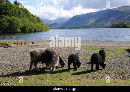 Ein herdwick Mutterschafe und Lämmer weiden am Ufer des Derwentwater im englischen Lake District. Herdwicks sind typische Lakeland sheep. Stockfoto