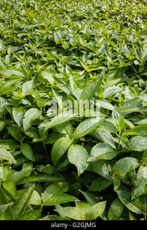 Dog's Mercury Mercurialis Perennis deckt den Boden in vielen alten Wäldern wie hier in einem Dorset-Holz Stockfoto