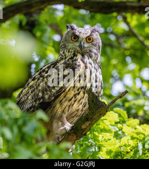 Uhu Bubo Bubo starrte aus seinen Barsch in einer Eiche Stockfoto