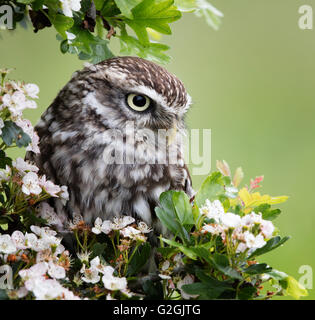 Steinkauz Athene Noctua posierte unter Weissdorn Blüte ausgebildet Vogel Gloucestershire UK Stockfoto