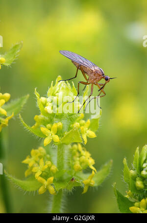 Arten von Kot fliegen im Ruhezustand auf frühen Blumen Damen Labkraut Gallium Verum Derbyshire UK Stockfoto