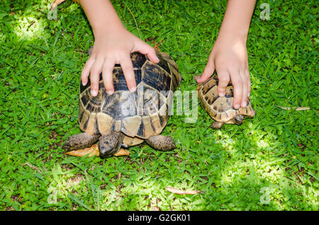 braune Schildkröten Reptilien Tierbild Stockfoto