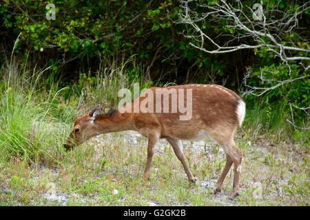 Sika Hirsche auf Assateague Island National Seashore in Maryland Stockfoto