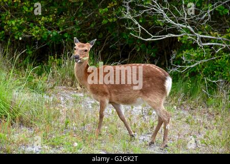 Sika Hirsche auf Assateague Island National Seashore in Maryland Stockfoto