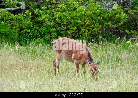 Sika Hirsche auf Assateague Island National Seashore in Maryland Stockfoto