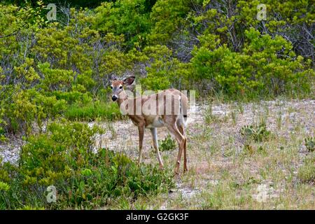 Sika Hirsche auf Assateague Island National Seashore in Maryland Stockfoto