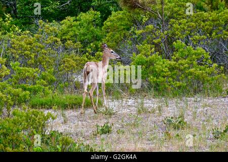 Sika Hirsche auf Assateague Island National Seashore in Maryland Stockfoto