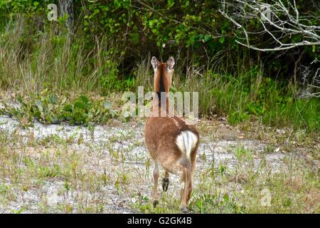 Sika Hirsche auf Assateague Island National Seashore in Maryland Stockfoto