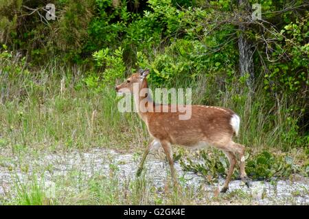 Sika Hirsche auf Assateague Island National Seashore in Maryland Stockfoto