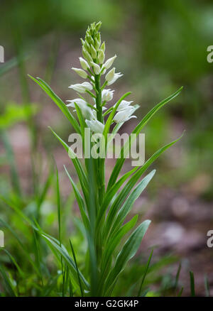 Schwert-Leaved Helleborine Cephelanthera Longifolia am Chappetts Wäldchen in Hampshire UK Stockfoto