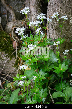 Waldmeister Galium Odoratum wachsen an der Basis eine Buche in einem Hampshire Holz - UK Stockfoto