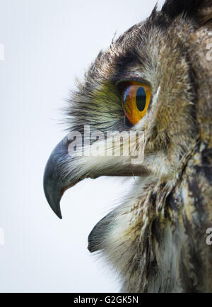 Porträt von Uhu Bubo Bubo Berufung und zeigen großen orangefarbenen Augen und Haken Bill hautnah Stockfoto