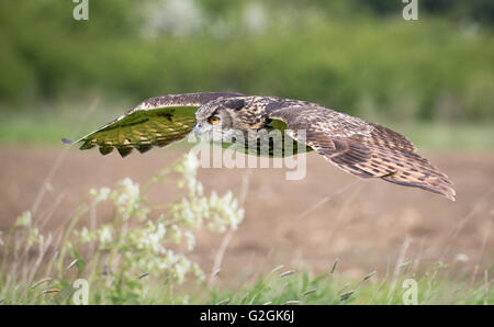 Uhu Bubo Bubo - einen gezähmten Vogel Gleiten tief über Ackerland in Gloucestershire UK Stockfoto