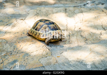 braune Schildkröte Reptil Tierbild Stockfoto