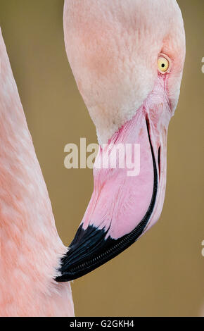 Größere Flamingo Phoenicopterus Roseus putzen und Filtration zeigt Kamm in Rechnung - Slimbridge Gloucestershire UK Stockfoto