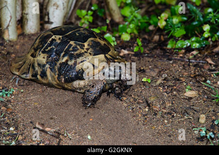 braune Schildkröte Reptil Tierbild Stockfoto