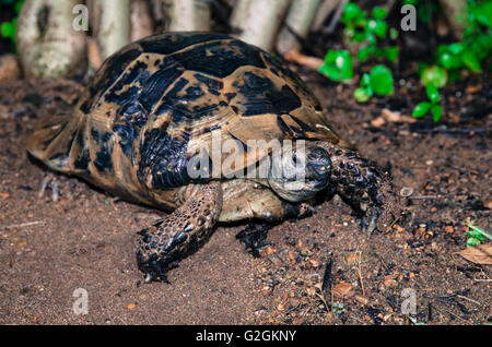 braune Schildkröte Reptil Tierbild Stockfoto