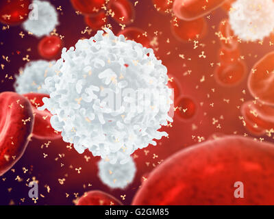 Weiß, rote Blutkörperchen und Antikörper, Leukozyten, Infektionskrankheit, Immunsystem Stockfoto