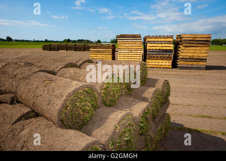 Ernten Rasen in Scarisbrick, Southport, England. Stockfoto