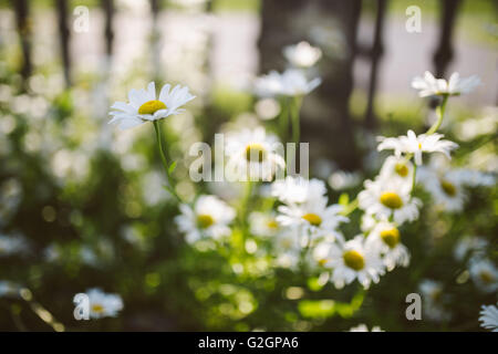 White Daisy Blumen im Garten Stockfoto