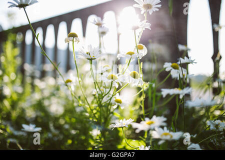 White Daisy Blumen im Garten Stockfoto