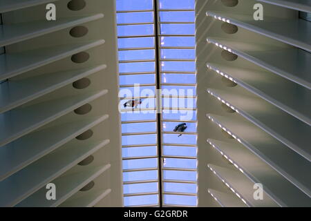 Männer, die auf das WTC Oculus Glas Dach/Dachfenster, New York City, NY, USA Stockfoto