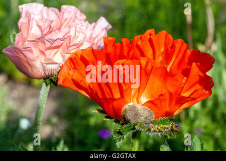 Orientalischer Mohn, Papaver orientale, orientalischen Mohn Stockfoto