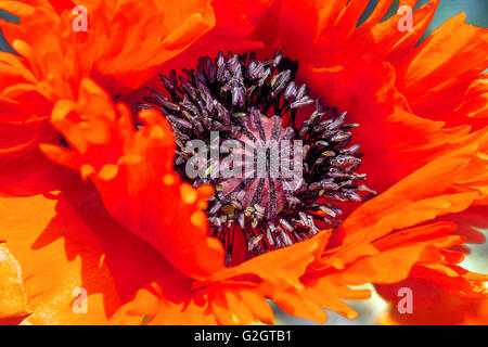 Orientalischer Mohn, Papaver orientale, Roter Mohn Nahaufnahme Stockfoto