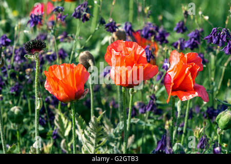 Orientalischer Mohn, Papaver orientale, orientalischen Mohn Stockfoto