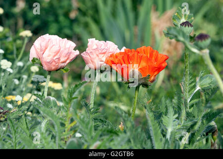 Orientalischer Mohn, Papaver orientale, orientalischen Mohn Stockfoto