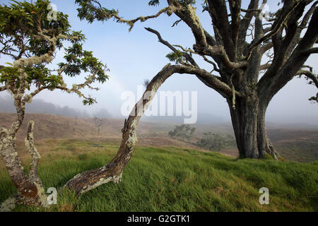 Mutter Bäume, alte Wachstum, Hawaiian Vermächtnis Hartholz, Kukaiau Stockfoto