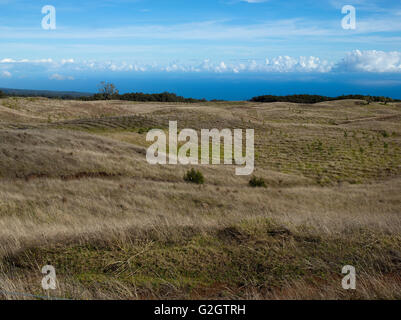 Bereich der out-gepflanzten Koa Selve, Hawaiian Vermächtnis Hartholz, Stockfoto