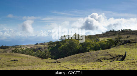 Mutter Bäume, alte Wachstum, Hawaiian Vermächtnis Hartholz, Kukaiau Stockfoto