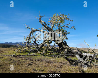 Mutter Bäume, alte Wachstum, Hawaiian Vermächtnis Hartholz, Kukaiau Stockfoto