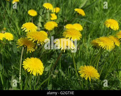 Frühling schöne Blüte leuchtend gelbe Löwenzahn auf dem grünen Rasen Stockfoto