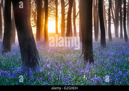 Bluebell Woods bei Sonnenaufgang. Stockfoto