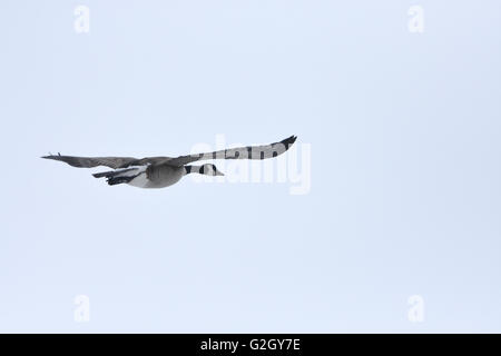 Kanada-Gans - Branta Canadensis - im Flug Winnipeg Manitoba Kanada Stockfoto