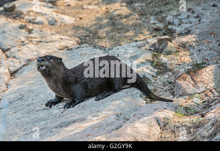 Nordamerikanischer Fischotter (Lontra Canadensis) am Ufer in der Nähe von Bloodvein Manitoba Kanada Stockfoto