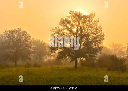 Morgennebel und Laubbäume Argyle Manitoba Kanada Stockfoto