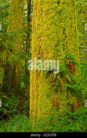 Old Growth gemäßigten Regenwaldes Carmanah-Walbran Provincial Park-British Columbia-Kanada Stockfoto