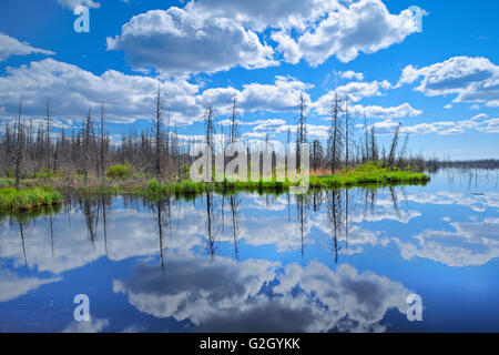 Wolken spiegeln sich in der ein Feuchtgebiet von den borealen Wald Yellowknife Highway in den Northwest Territories Kanada Stockfoto