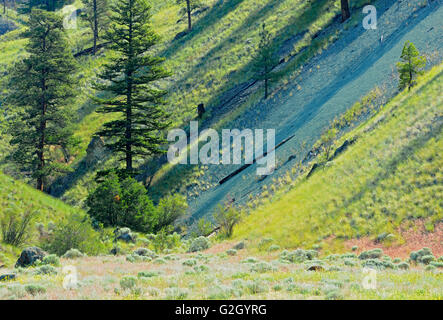 Trockenes Land mit Pinien in British Columbia Interior Hat Creek British Columbia Kanada Stockfoto