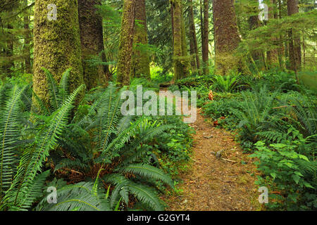 Trail in uralten gemäßigten Regenwaldes Carmanah-Walbran Provincial Park-British Columbia-Kanada Stockfoto