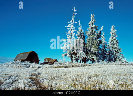 Hof und Bäumen bedeckt in Raureif Stony Plain Alberta Kanada Stockfoto