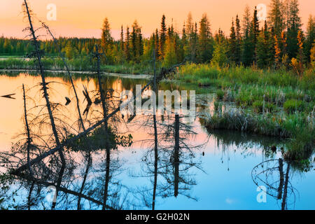 Feuchtgebiet in borealen Wald Wood Buffalo Nationalpark Alberta Kanada Stockfoto