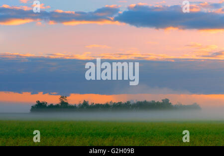 Raps-Feld im Morgengrauen Fairview Alberta Kanada Stockfoto