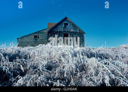 Homestead und hohe Gräser bedeckt im Eis Stony Plain Alberta Kanada Stockfoto