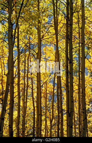 Espe Bäume im Herbst Farbe Banff Nationalpark Alberta Kanada Stockfoto